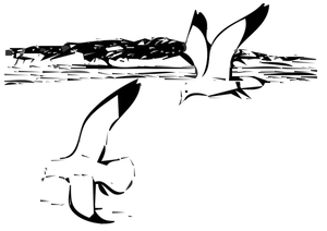 Dos gaviotas argénteas en vuelo vector imagen